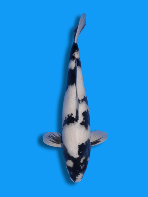 Shiro Utsuri | Koi&Co.